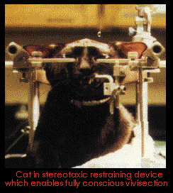 image of cat in stereotaxic device