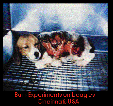 dog burn test image